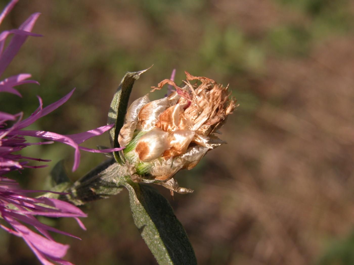 Knapweed, Brown-rayed fruit